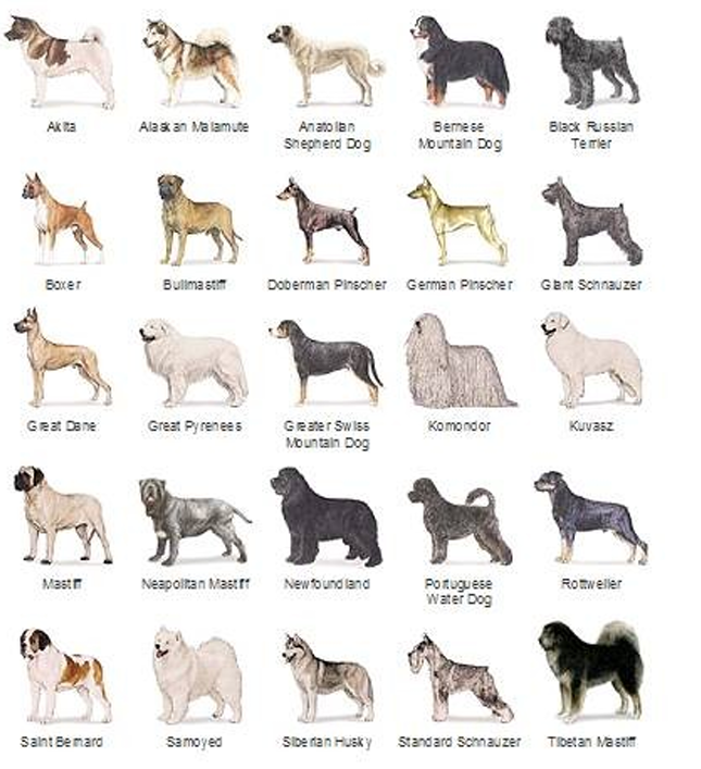 <p>Working breed group</p>