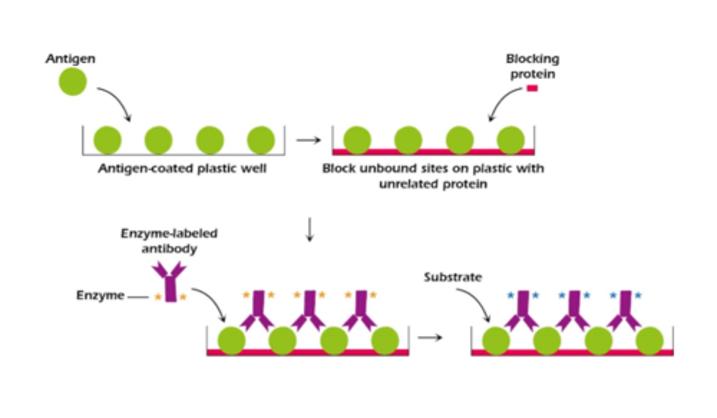 <p>One of the most widely used automated immunologic techniques in clinical medicine.</p><p>-Uses various plastics to <span style="text-decoration:underline">adsorb</span> monomolecular layers of proteins (antigens) onto their surface.</p><p>-Chromogenic substrates are applied to wells in the plastic</p><p>-Wells containing enzyme-conjugated antibodies bound to antigen will show a color change.</p><p>-More intense color signifies the presence of higher concentrations of antigen absorbed into the well.</p>