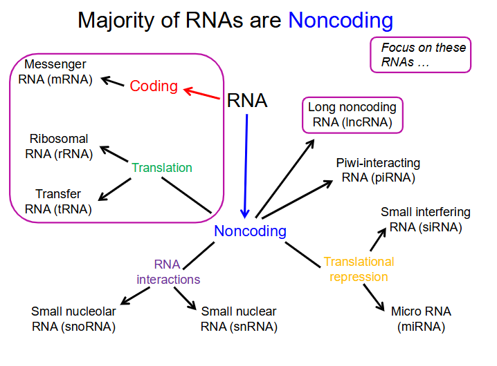 <p>Majority of RNA is</p>