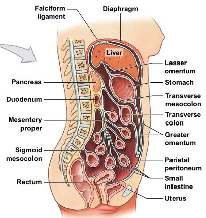 * falciform ligament: holds liver → anterior abdominal wall
* lesser omentum: holds liver → stomach
* greater omentum: holds anterior stomach, forms pouch inferiorly, turns → anterior side of transverse colon
* transverse mesocolon: holds transverse colon → body wall
* mesentery proper: holds majority of small intestine → body wall
* sigmoid mesocolon: holds sigmoid colon → body wall