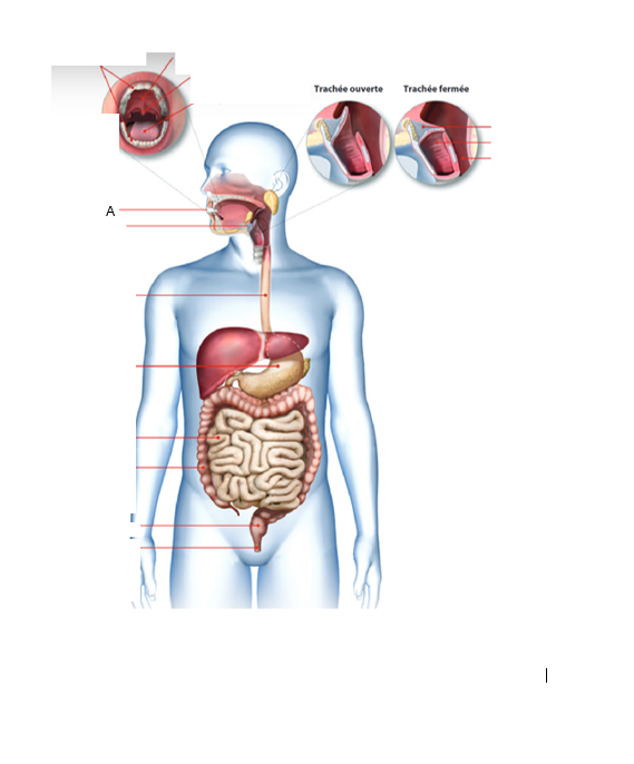 <p>À quel organe du tube digestif correspond la lettre A ?</p>