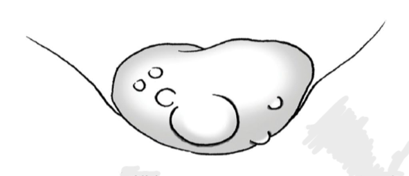 <p>identify species w/ this ovary, why is it like this?</p>