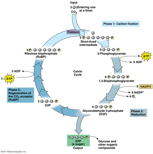 <p>a pathway of photosynthesis in which carbon dioxide (the carbon source for glucose) is converted into glucose using ATP</p>