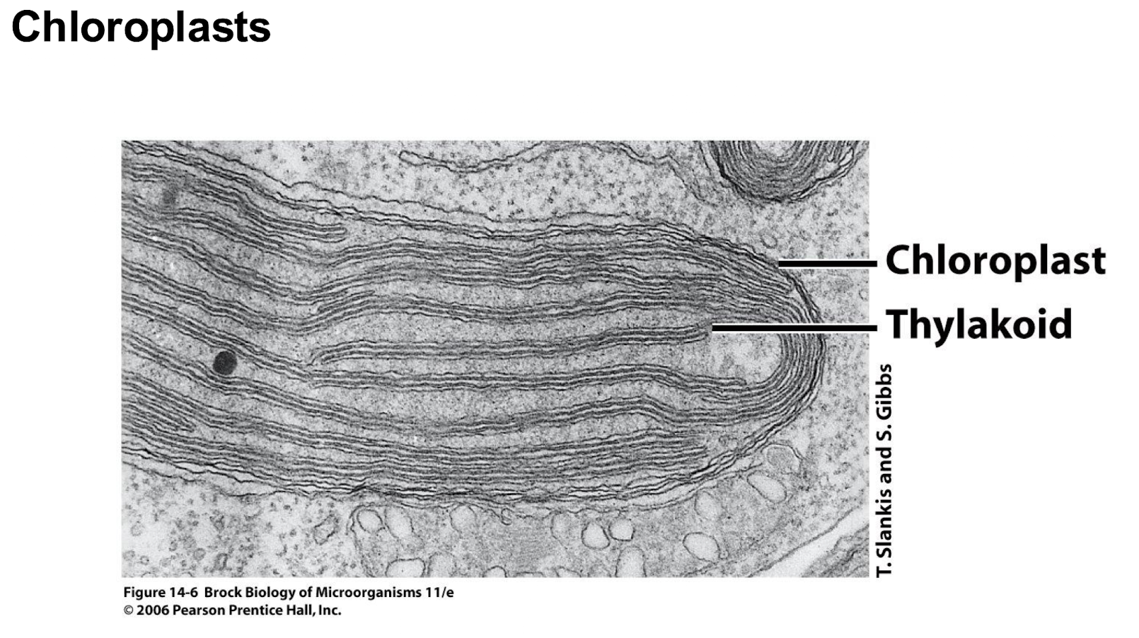 <p><strong>Extensive thylakoid membrane system organised into disc-like thylakoids</strong></p><ul><li><p><strong>Stroma contains Rubisco and Calvin cycle enzymes which convert CO2 into sugars</strong></p></li><li><p><strong>Contain their own DNA and replicate independently of the cell. </strong></p></li><li><p><strong>Larger genome than mitochondria, </strong>many genes encoding for Ribulose-bisphosphate enzymes</p></li></ul><p></p>