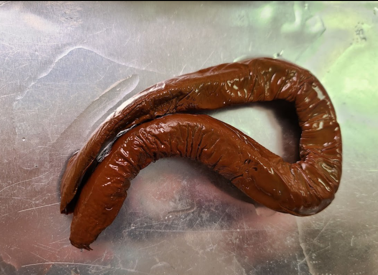 <p>What is the taxonomy of Hagfishes? What is the natural history of Hagfishes?</p>