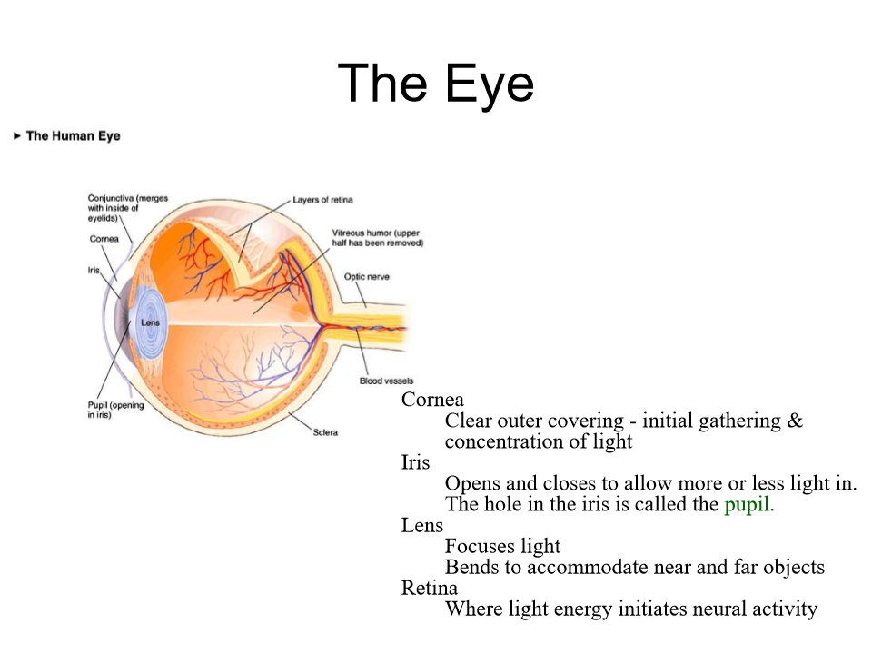 <p><strong>Cornea</strong> - <span><span>the eye's clear, dome-shaped front surface, acting like a windshield to protect the eye and focus light, providing about two-thirds of the eye's focusing power, essential for sharp vision by directing light onto the retina</span></span></p><p><strong>Iris </strong>- <mark data-color="rgba(0, 0, 0, 0)" style="background-color: rgba(0, 0, 0, 0); color: inherit;">the colored, muscular diaphragm in the front of the eye that controls the size of the pupil, regulating the amount of light entering the eye for clear vision, functioning like a camera's aperture</mark><span><span>.</span></span></p><p><strong>Lens</strong>- <mark data-color="rgba(0, 0, 0, 0)" style="background-color: rgba(0, 0, 0, 0); color: inherit;">a clear, flexible structure behind the iris and pupil that focuses light onto the retina</mark><span><span>,</span></span></p><p><strong>Retina</strong> - <mark data-color="rgba(0, 0, 0, 0)" style="background-color: rgba(0, 0, 0, 0); color: inherit;">the light-sensitive tissue lining the back of the eye that converts light into neural signals</mark><span><span>,</span></span></p>