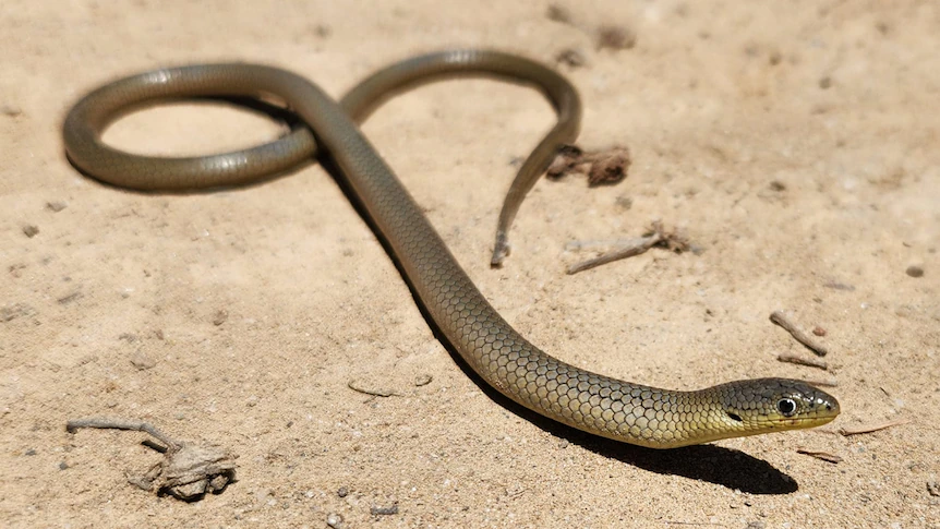 <p><span>Lizards and snakes</span></p>
