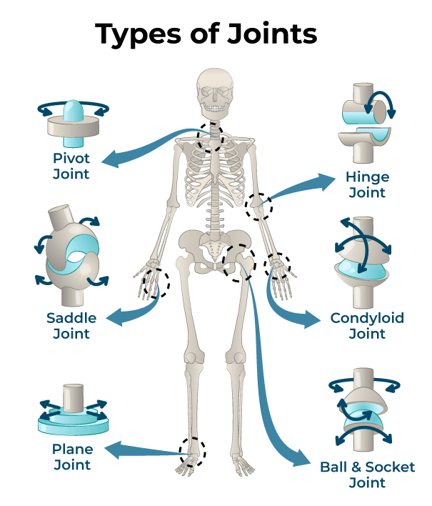 <p>____ _ ______/_______ Joint - ex. <strong>Glenohumeral </strong>joint; <strong>coxofemoral </strong>joint.</p>