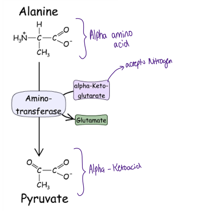 <p>Alanine → pyruvate </p><ul><li><p>transfers N to alpha - keto glutarate to make glutamate through enzyme amino transferase </p></li></ul><p></p>