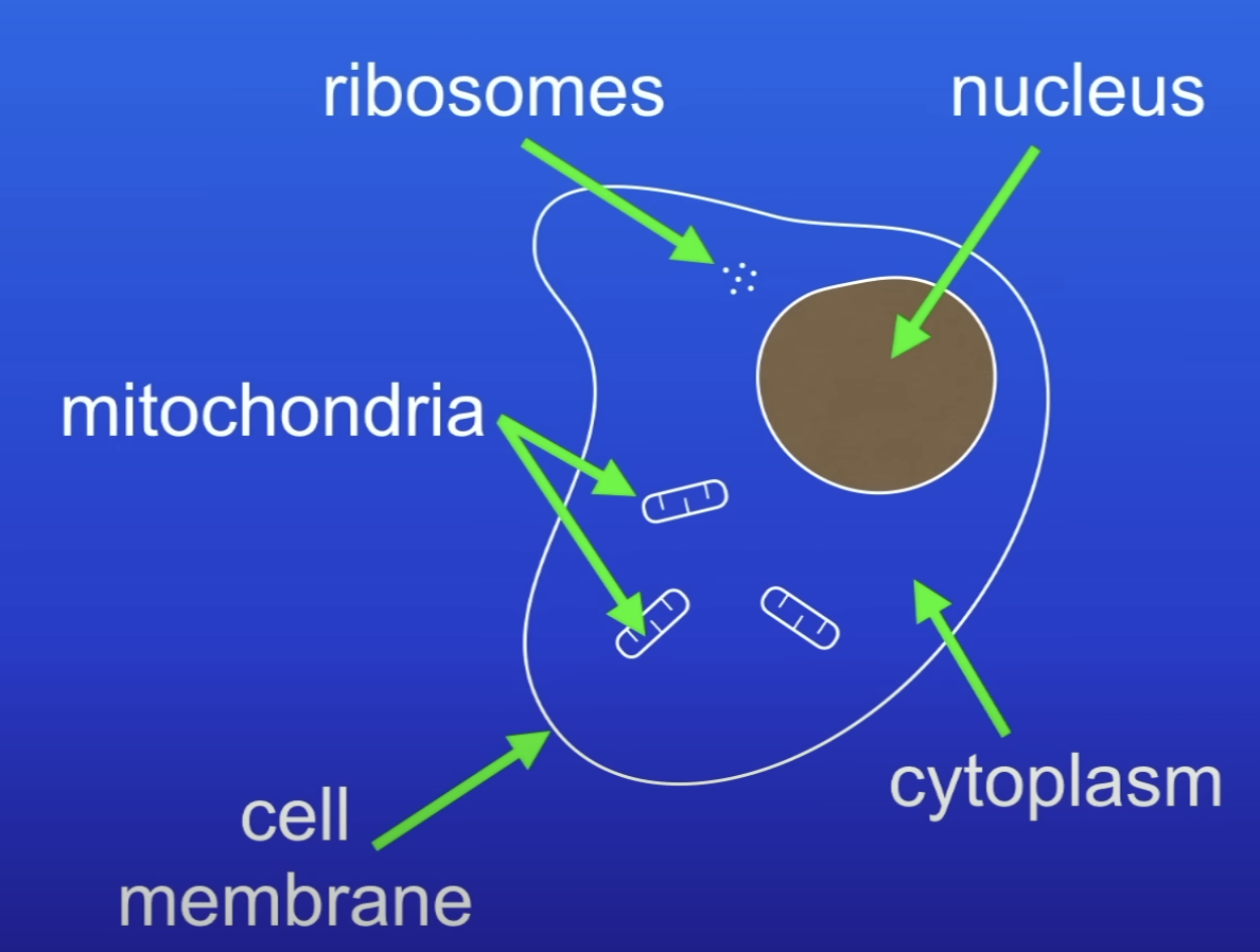 <ol><li><p>Nucleus</p></li><li><p>Cytoplasm</p></li><li><p>Cell membrane</p></li><li><p>Mitochondria</p></li><li><p>Ribosomes</p></li></ol>