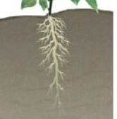 <p>Eudicot; one main vertical root, may be used for storage (e.g. carrot)</p>