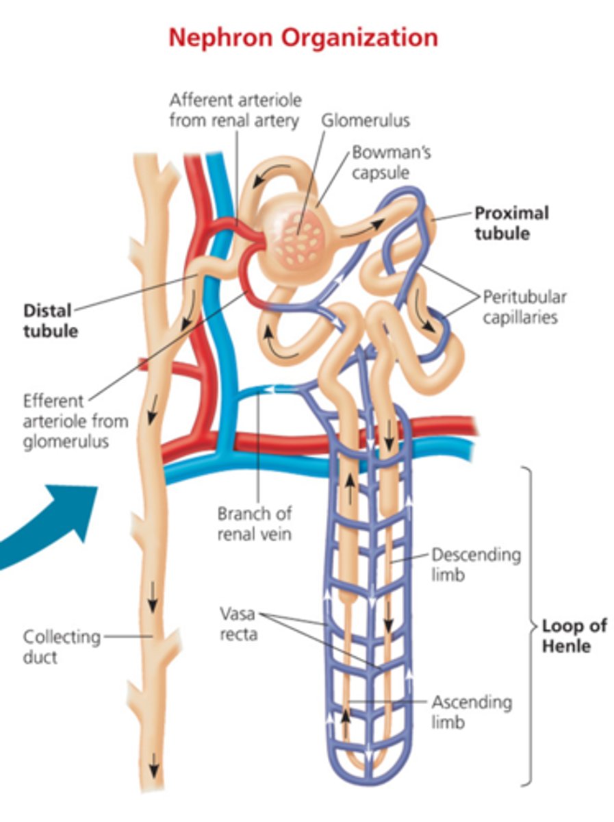 <p>Between the loop of Henle and the collecting duct; Selective reabsorption and secretion occur here, most notably to regulate reabsorption of water and sodium.</p>