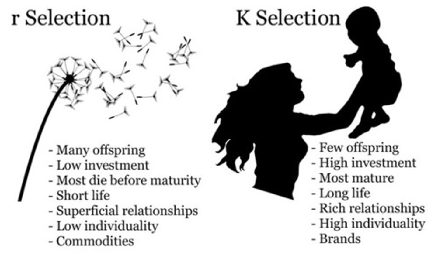 <p>A reproductive strategy characterized by rapid reproduction of many small offspring and little or no parental care. Ex. Rabbits, bacteria.</p>