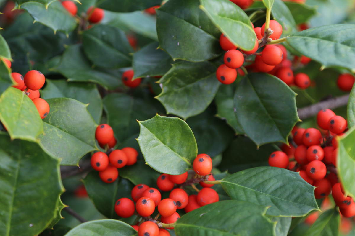 <p>American holly </p>