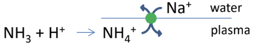<ul><li><p>Diffusion into the environment (across body/gills)</p></li><li><p>Excretion in filtrate/urine</p></li><li><p>Ammonium (NH4+)/sodium exchangers</p></li></ul><p></p>