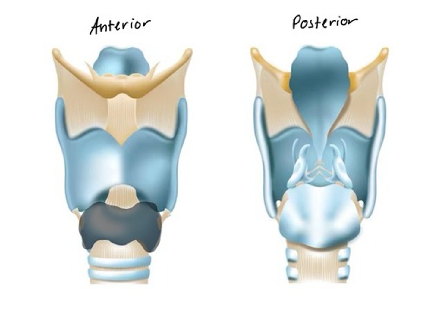 <p>Anterior cartilage below thyroid cartilage</p>