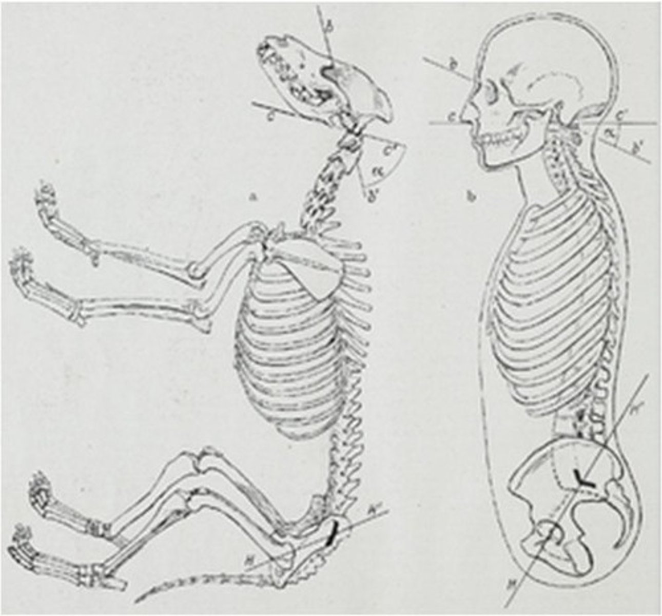 <p>Explains vertebrate design by clarifying the reasons for and processes that produce the structural plan of a vertebrate animal</p>