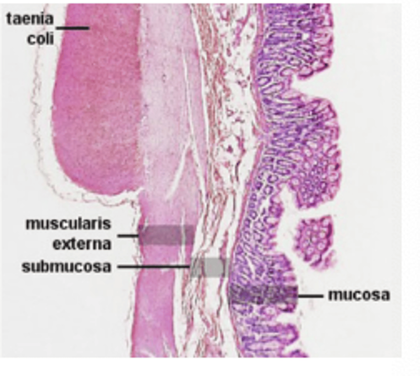 <p>Longitudinal muscle bands in the colon</p>