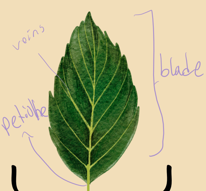 <ul><li><p>veins - transports water, nutrients, sugars</p></li><li><p>blade - flat surface that maximizes light absorption</p></li><li><p>petiole&nbsp;- stalk that attaches blade to stem</p></li></ul><p></p>