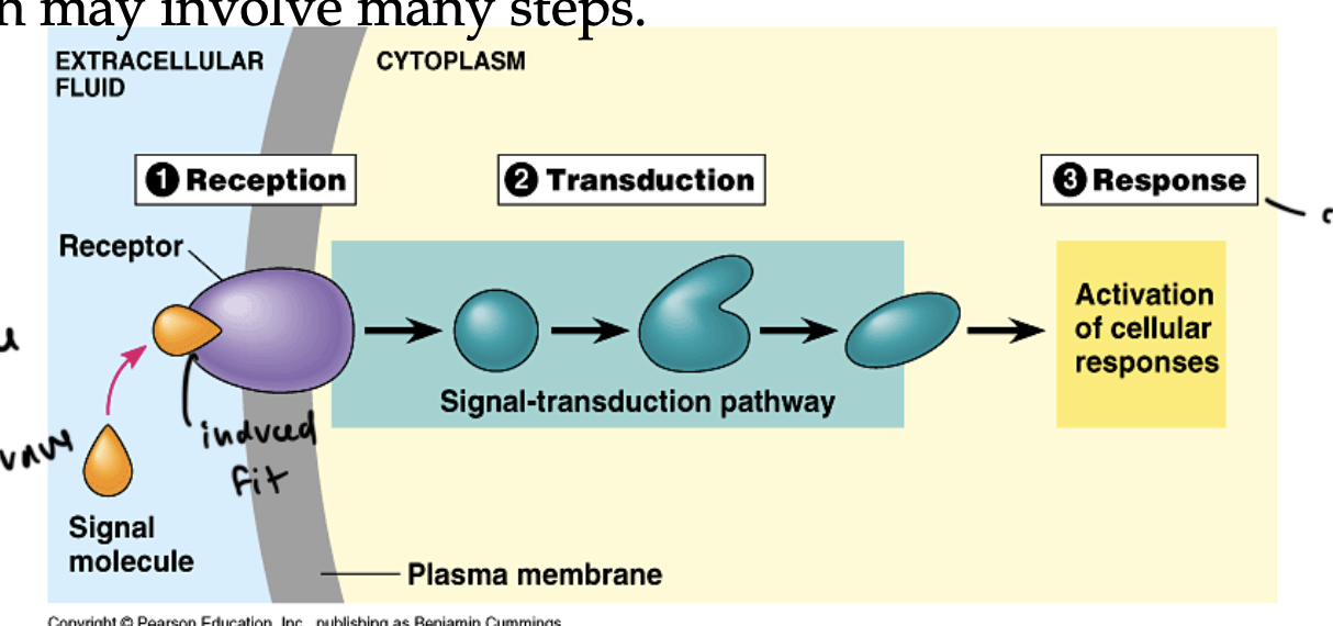 <p>converts an extracellular signal to an intracellular response</p>