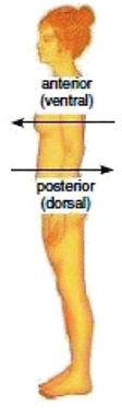 <p>Anatomical term of position and direction denoting the front or forward part; AKA ventral</p>