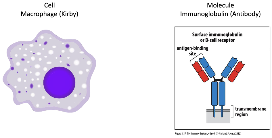 <ul><li><p>System of <strong>cells</strong> and <strong>molecules</strong></p></li><li><p>Example cell: <strong>Macrophage (Kirby)</strong></p></li><li><p>Example molecule: <strong>Immunoglobulin (Antibody)</strong></p></li></ul><p></p>