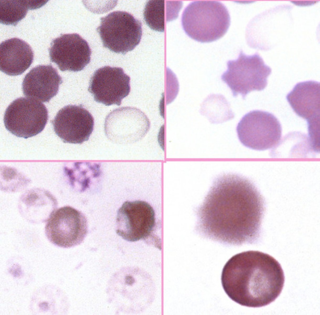 <p>What are these?</p>