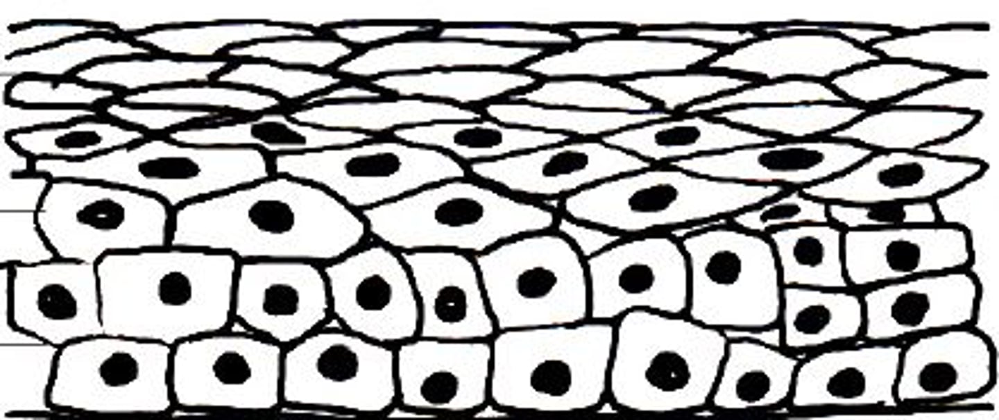 <p>several layers of cells</p>