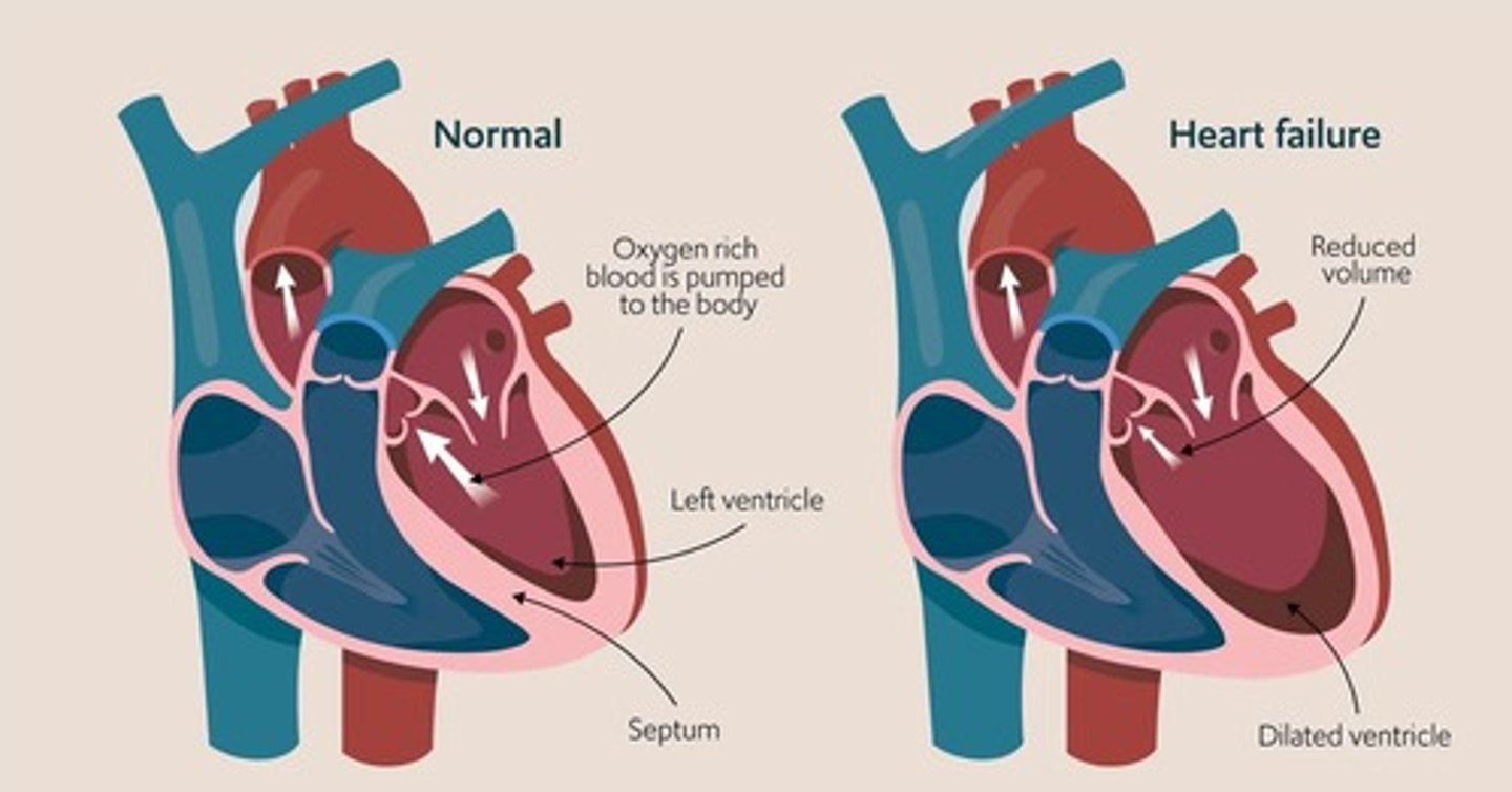 <p>Echocardiogram.</p>