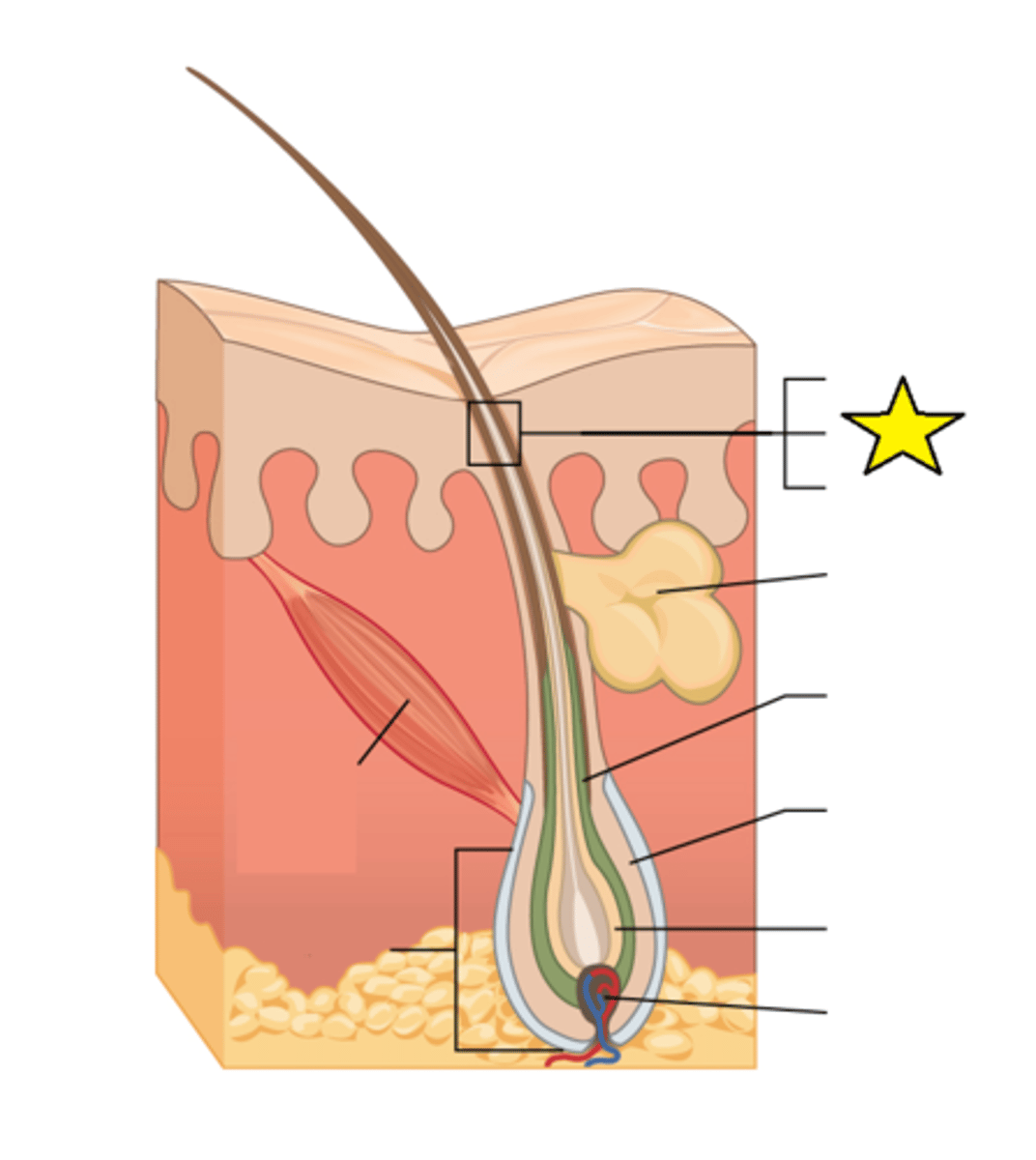 <p>The part of the hair not anchored to the follicle, and much of this is exposed at the skin's surface.</p>