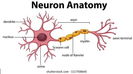 <p>dendrites</p>