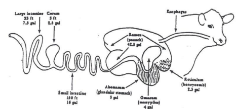 <p>Cecum</p>