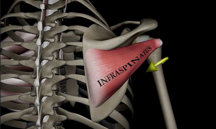 <p>Function: lateral rotates humerus</p><p>Origin: infraspinous fossa</p><p>Insertion: greater tubercle of humerus</p>