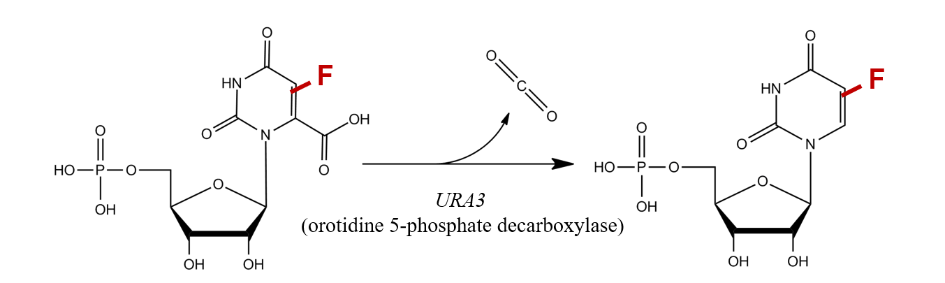 <p><span style="color: red"><strong>URA3</strong></span> can be used as either a positive or a negative selection marker depending on the growth and environmental conditions.</p><p>It is derived from the URA3 gene, which encodes orotidine-5'-phosphate decarboxylase. This enzyme is essential for the biosynthesis of uracil.</p><ol><li><p><strong><u>Positive selection</u></strong></p><p>URA3 can work as an <span style="color: red"><strong>auxotrophic marker</strong></span>. Plasmids carrying this marker can be transformed into cells which have a mutant URA3 gene (meaning they can’t synthetise uracil). The cells are then placed on a media lacking uracil, and only the cells which have successfully taken up the plasmid will survive.</p><p>Thus, we select for the cell that have the URA3 gene.</p></li><li><p><strong><u>Negative selection</u></strong></p><p>By adding 5-FOA (fluoroorotic acid) to the growth medium, we can select for the cells who DO NOT have functional UR3 gene. This is because in cells expressing a functional URA3 gene, 5-FOA is converted into a toxic compound that is lethal for the cell.</p><p>Thus, cells that lack a functional URA3 gene survive on media containing 5-FOA, while URA3-expressing cells die</p></li></ol><p></p>