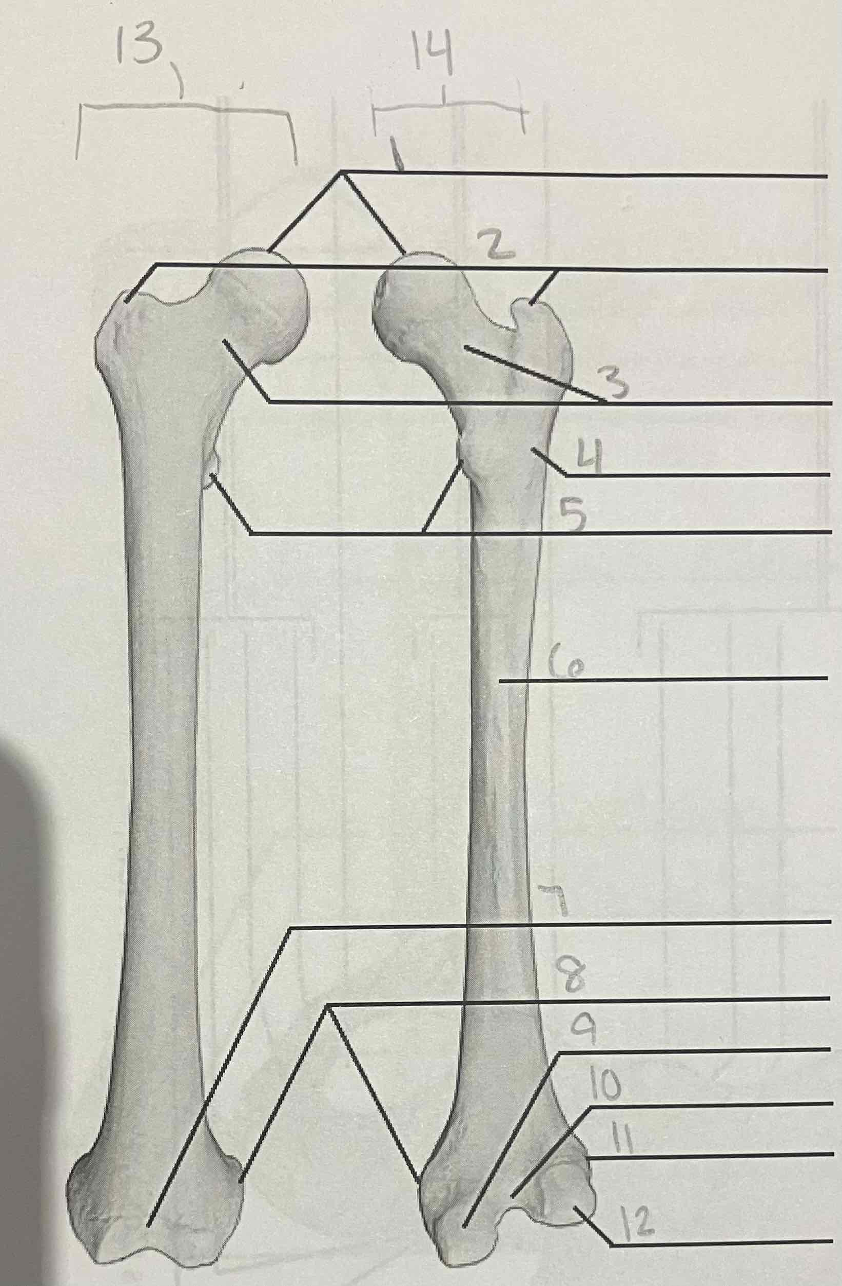 <p>13 (side, name, view of bone)</p>