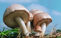 <p>Himematsutake (Agaricus Blazei)</p>
