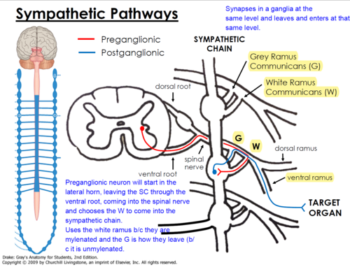 <p>There, it will synapse in a ganglia at the same level and it will leave using the grey ramus communicans and exit at the same level through the ventral ramus to reach the target organ</p>