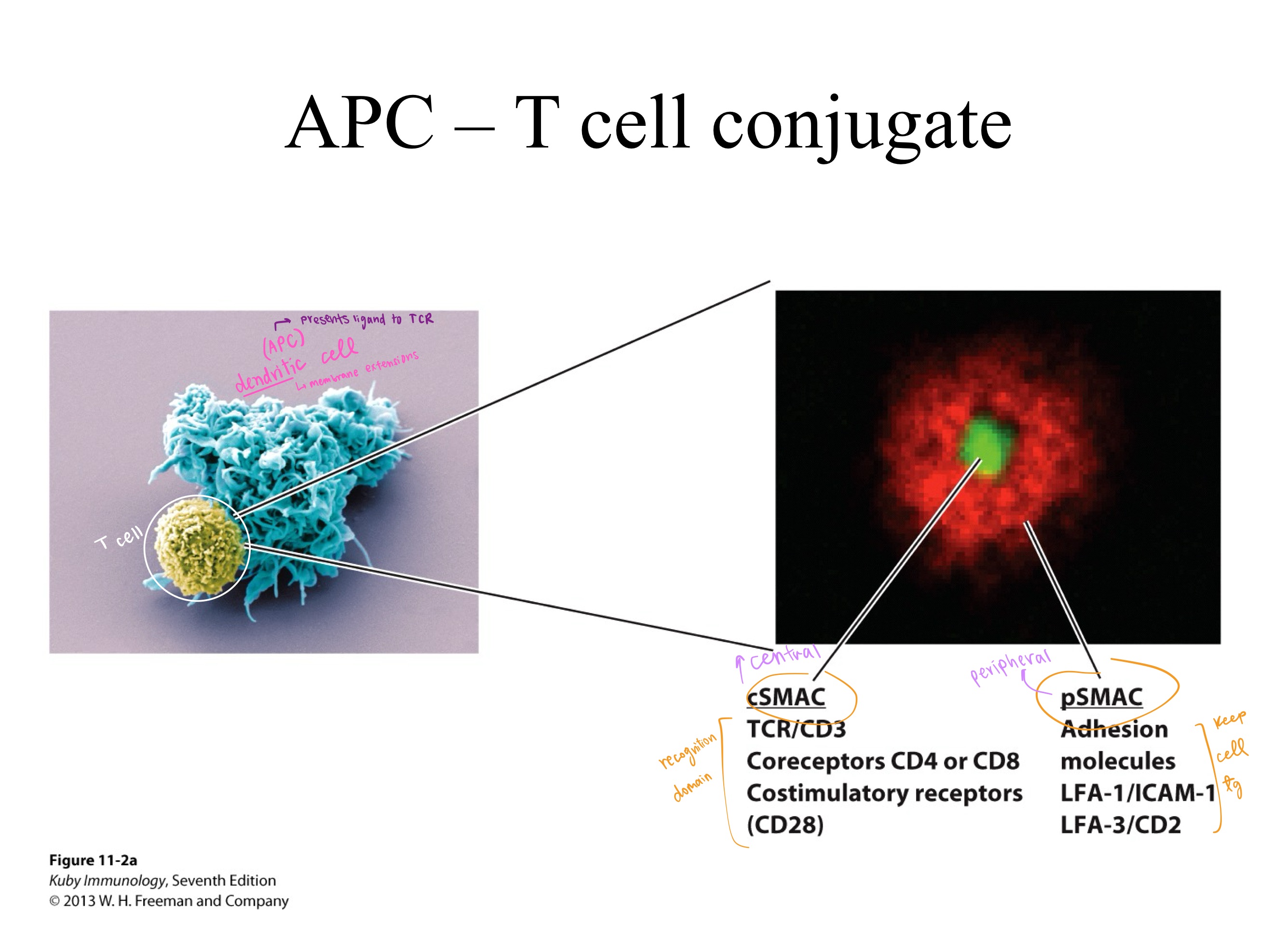 <ul><li><p>The dendritic cell (type of _) presents ligand to _.</p></li><li><p>cSMAC mainly _.</p></li><li><p>pSMAC mainly _.</p></li></ul><p></p>
