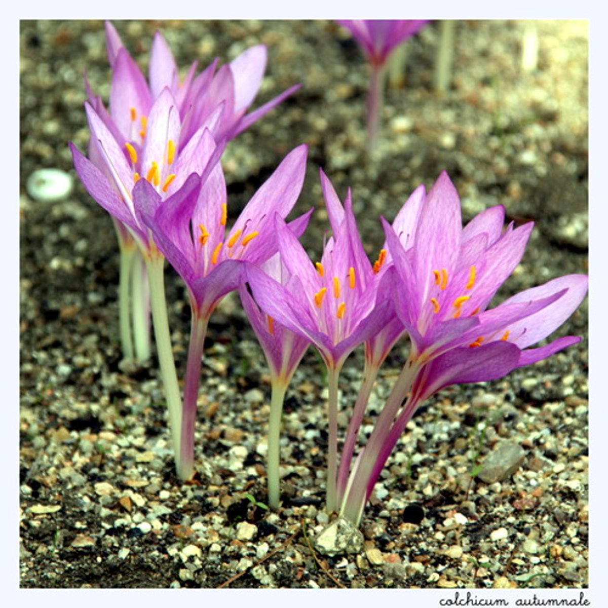 <p>Name?</p>
