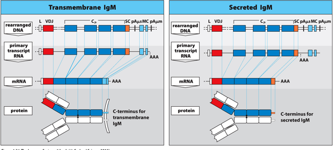 <p><span>(________________; light blue) encoding the transmembrane region and cytoplasmic tail of the surface form of that isotype and a ____________ sequence (orange) encoding the carboxy terminus of the secreted form.</span></p>