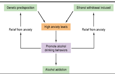 <p>Genes and Alcoholism </p>