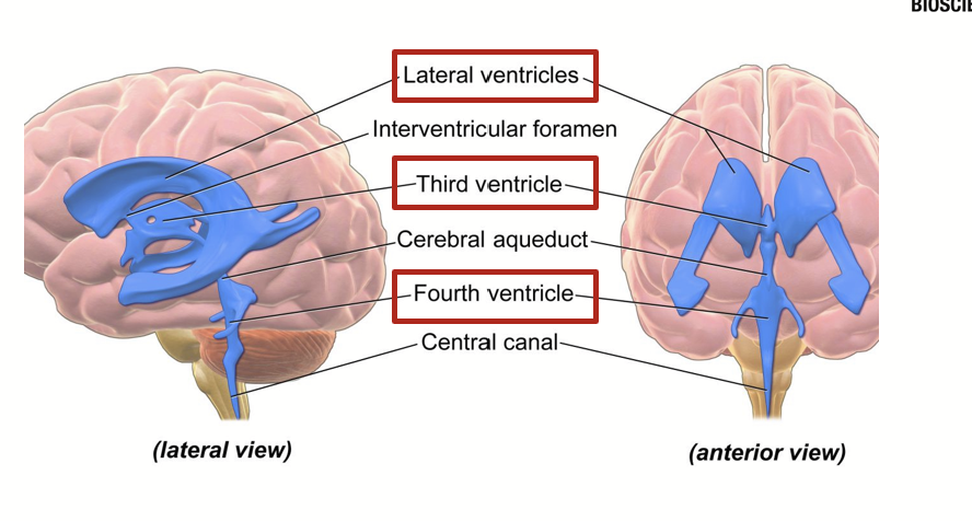 <p>Ventricle in the center of the brain.</p>