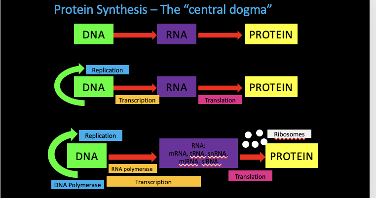<p>The Central Dogma </p>