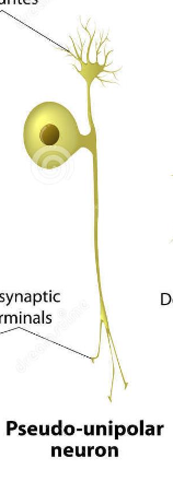 <ul><li><p><strong>One projection then divides in two branches. </strong></p></li><li><p><strong><mark data-color="purple" style="background-color: purple; color: inherit;">Primary sensory neurons</mark></strong></p></li></ul><p></p>