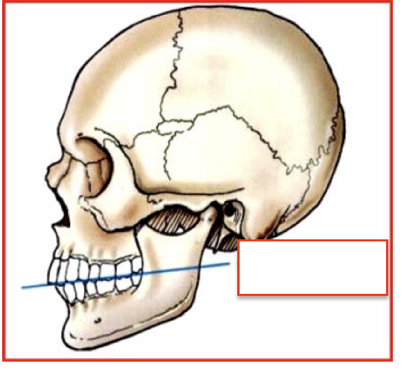 <p>formed by the biting surfaces of the upper and lower teeth with jaw closed</p>