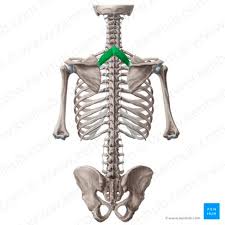 <p>Elevates and adducts scapula and rotates it downward, stabilizes scapula</p>