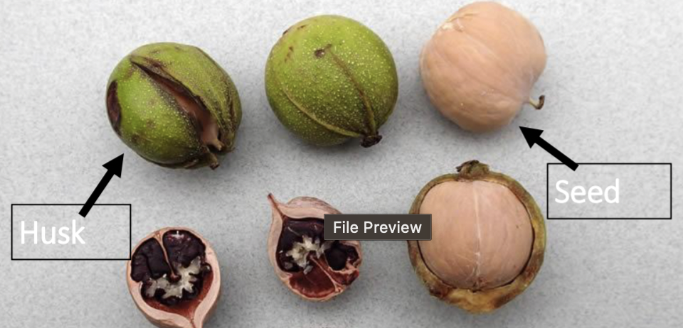 <p>nearly globose, thinnest husk, partially dehiscent in the middle</p>