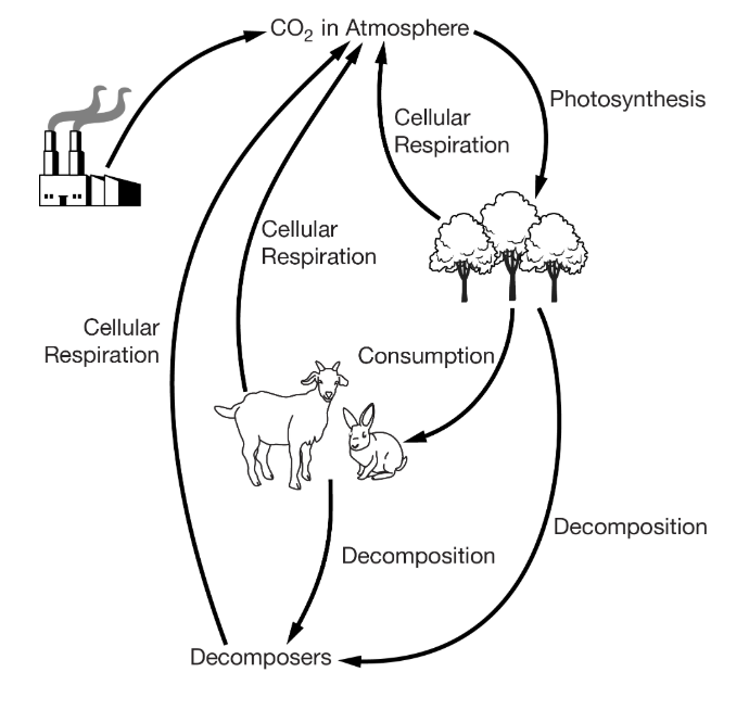 <p>Which of the following major storage reservoirs of carbon, stored in the form of carbon dioxide, is not represented in this diagram?</p><p><strong>A</strong></p><p class="choice_paragraph">Algae</p><p><strong>B</strong></p><p class="choice_paragraph">Soil bacteria</p><p><strong>C</strong></p><p class="choice_paragraph">The Moon</p><p><strong>D</strong></p><p class="choice_paragraph">The ocean</p>