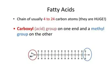 <p>Hydrocarbon chains</p>