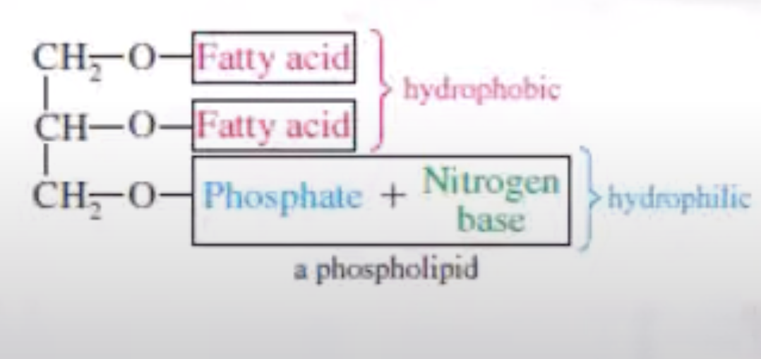 <ul><li><p><span>Group of compounds that make one or more fatty acid molecules, phosphate group, and nitrogenous base after hydrolysis</span></p></li><li><p><span>Have a hydrophilic end that interacts with water</span></p></li></ul><p></p>